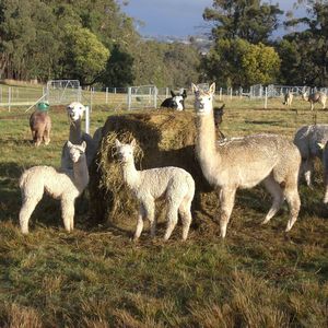 Alpaca Agistment - Pinjarra Alpacas For Sale