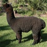 stud Male alpaca for sale