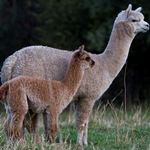 Pinjarra Alpacas For Sale