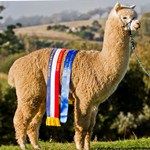 Pinjarra Alpacas For Sale