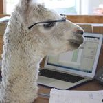 Pinjarra Alpacas For Sale