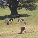 Pinjarra Alpacas For Sale