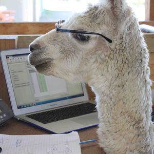 Alpaca at Work - Pinjarra Alpacas For Sale