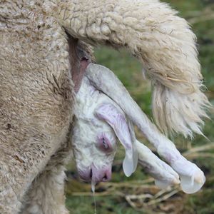 Alpaca Birth - Pinjarra Alpacas For Sale