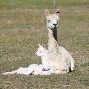 Alpaca Herd Planning at Pinjarra