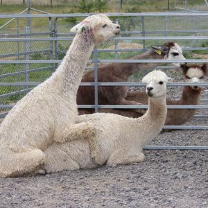 Alpaca Mating at Pinjarra