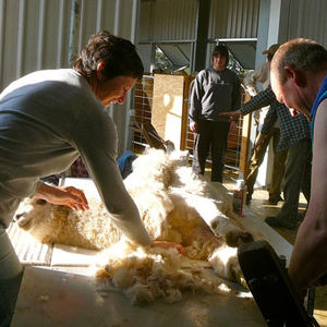 Alpaca Shearing at Pinjarra