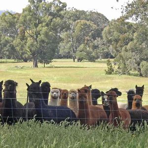 Pinjarra Alpacas For Sale