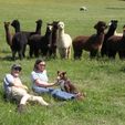 A quiet moment with Alpacas - Pinjarra Alpacas For Sale