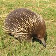 Echidna - Another resident at Pinjarra Alpacas Farm - Pinjarra Alpacas For Sale