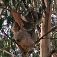 Koala - Another resident at Pinjarra Alpacas Farm - Pinjarra Alpacas For Sale
