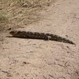 Blue Tongue Lizard - Another resident at Pinjarra Alpacas Farm - Pinjarra Alpacas For Sale