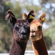 Alpacas - Hello there! - Pinjarra Alpacas For Sale