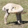 Having a scratch! - Pinjarra Alpacas For Sale