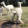 Alpacas poo in piles - Pinjarra Alpacas For Sale