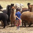 Saying hello to Alpacas - Pinjarra Alpacas For Sale