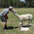 Congratulating The New Mum - Pinjarra Alpacas For Sale