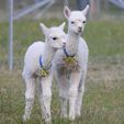 Cria - Pinjarra Alpacas For Sale