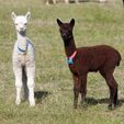 Cria - Pinjarra Alpacas For Sale