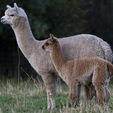 Cria - Pinjarra Alpacas For Sale