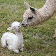 Greeting the newborn Cria - Pinjarra Alpacas For Sale