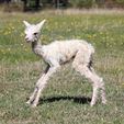 Cria standing for the first time - Pinjarra Alpacas For Sale