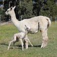 Cria - Pinjarra Alpacas For Sale