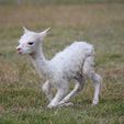 Cria learning to stand - Pinjarra Alpacas For Sale