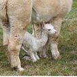 Mum patiently waits while her Cria learns to stand - Pinjarra Alpacas For Sale