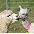 Mum and Cria - Pinjarra Alpacas For Sale