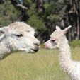 Mum and Cria - Pinjarra Alpacas For Sale