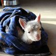 Cria getting warm again - Pinjarra Alpacas For Sale