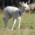 Cria - Pinjarra Alpacas For Sale