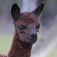 Cria - Pinjarra Alpacas For Sale