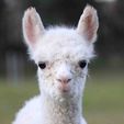 Cria - Pinjarra Alpacas For Sale