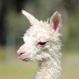 Cria - Pinjarra Alpacas For Sale