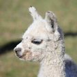 Look at those eyelashes! - Pinjarra Alpacas For Sale