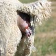 Nose first! Cria Birth - Pinjarra Alpacas For Sale