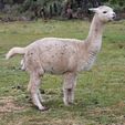 Cria Birth - Pinjarra Alpacas For Sale