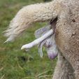 Cria Birth - Pinjarra Alpacas For Sale