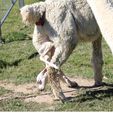 Cria Birth - Pinjarra Alpacas For Sale