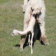 Cria Birth - Pinjarra Alpacas For Sale