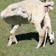 Cria Birth - Pinjarra Alpacas For Sale