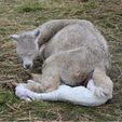 Cria Birth - Pinjarra Alpacas For Sale