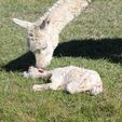 Cria Birth - Pinjarra Alpacas For Sale