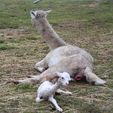 Cria Birth - Pinjarra Alpacas For Sale