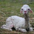 Cria Birth - Pinjarra Alpacas For Sale