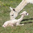 Cria Birth - Pinjarra Alpacas For Sale