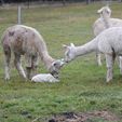 Cria Birth - Pinjarra Alpacas For Sale