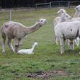 Cria Birth - Pinjarra Alpacas For Sale